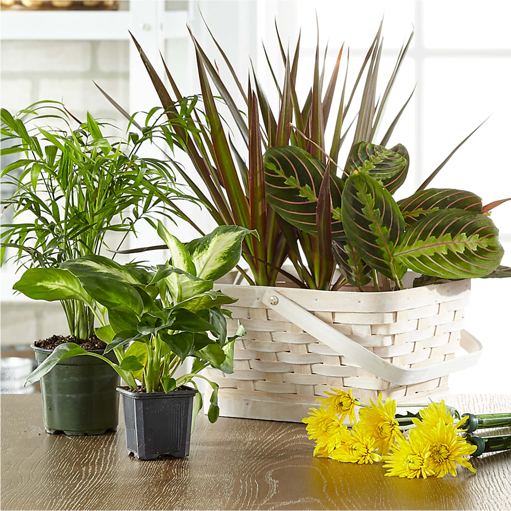 Florist Designed Blooming and Green Plants in a Basket – My Dream Flowers, Bronx NY