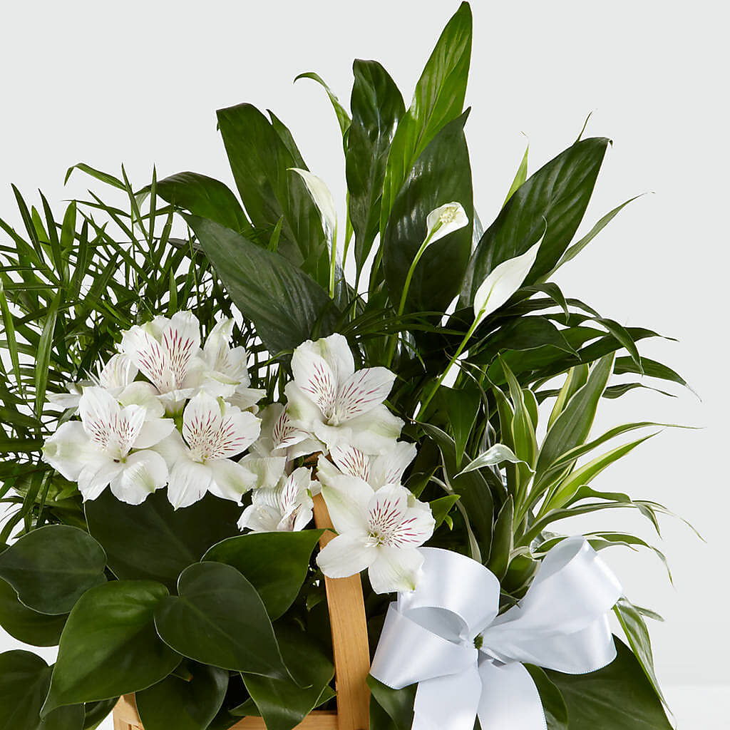 Peace & Serenity Dishgarden – My Dream Flowers, Bronx NY