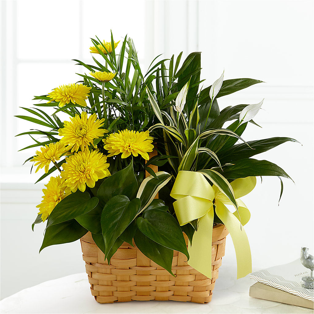 Loving Light Dishgarden – My Dream Flowers, Bronx NY