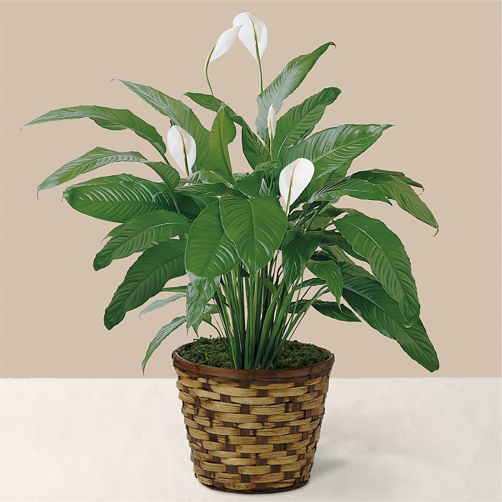 Tranquil Moments Peace Lily Plant – My Dream Flowers, Bronx NY
