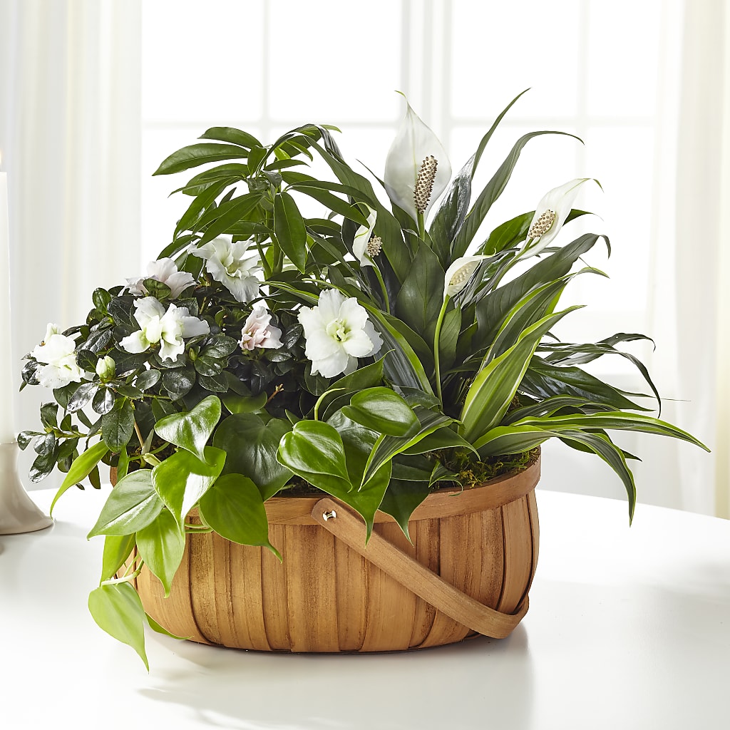 Serene Dishgarden – My Dream Flowers, Bronx NY