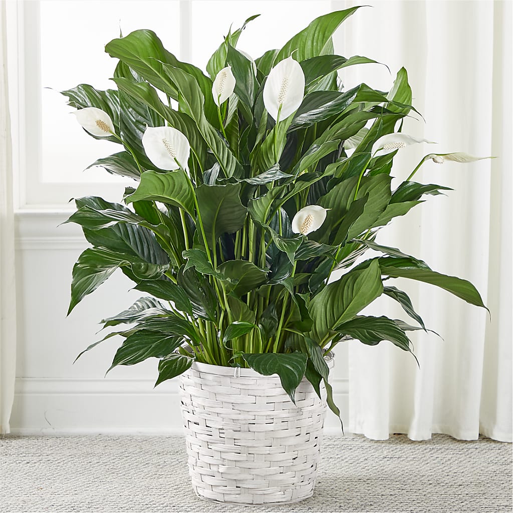 A New Leaf Peace Lily – My Dream Flowers, Bronx NY