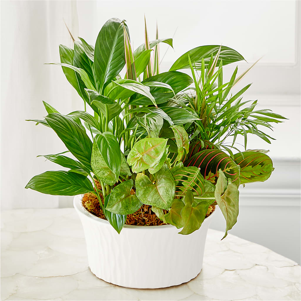 Balance & Harmony Dishgarden – My Dream Flowers, Bronx NY