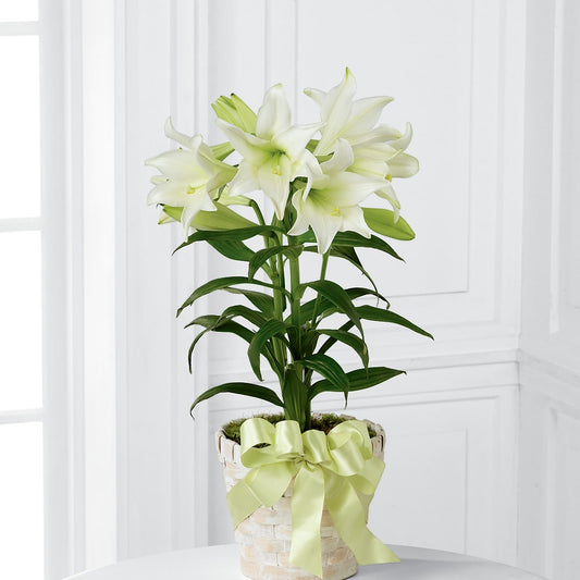 Easter Lily Plant –  My Dream Flowers, Bronx NY