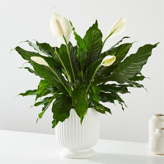 Comfort Planter –  My Dream Flowers, Bronx NY