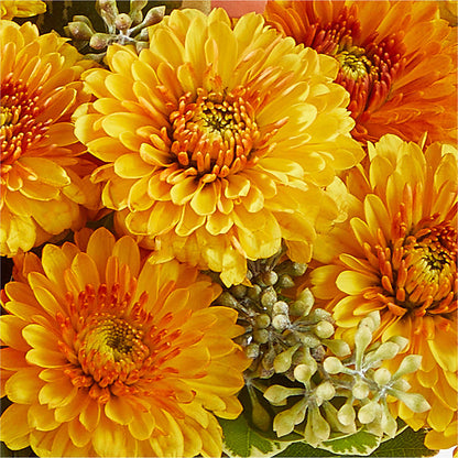 Peachy Pumpkin –  My Dream Flowers, Bronx NY