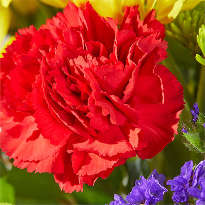 Brighter Days Bouquet –  My Dream Flowers, Bronx NY