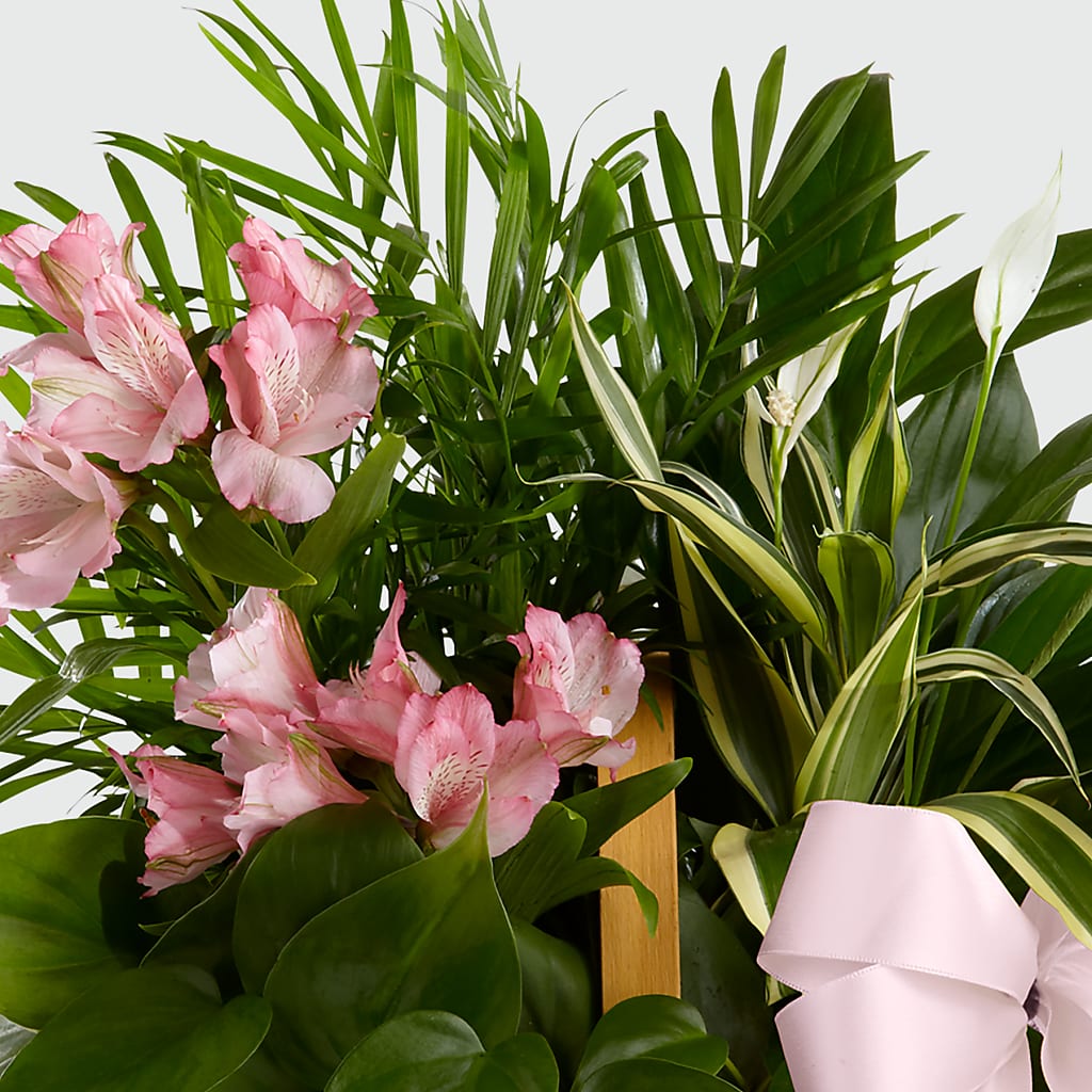 Living Spirit Dishgarden –  My Dream Flowers, Bronx NY