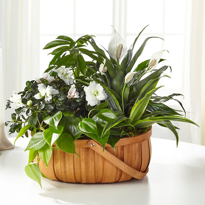 Serene Dishgarden –  My Dream Flowers, Bronx NY