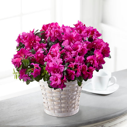 Hope & Serenity Azalea Plant –  My Dream Flowers, Bronx NY