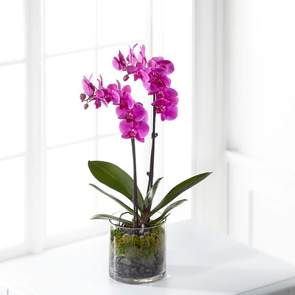 Pink Orchid Plant –  My Dream Flowers, Bronx NY