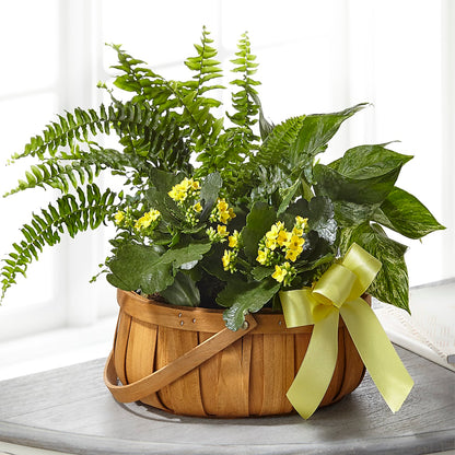 Always Dear Dishgarden –  My Dream Flowers, Bronx NY