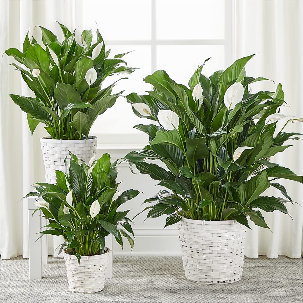 A New Leaf Peace Lily –  My Dream Flowers, Bronx NY