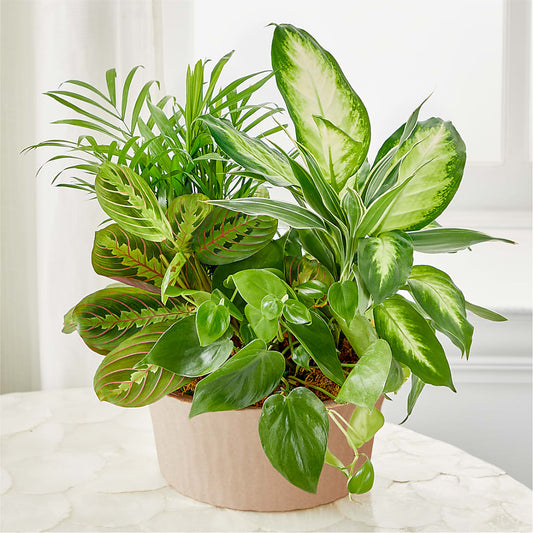 Balance & Harmony Dishgarden –  My Dream Flowers, Bronx NY